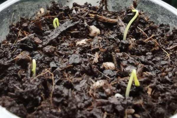 长春花种子发芽后的养护方法，将温度保持在25℃左右