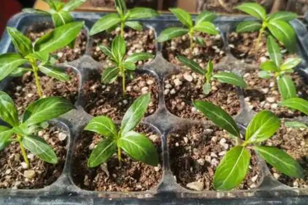 长春花种子发芽后的养护方法，将温度保持在25℃左右