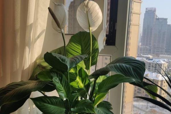 让一帆风顺开花的方法，生长期间每隔半个月追施一次肥料