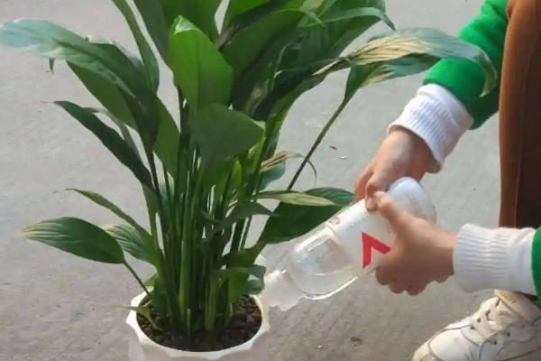 让一帆风顺开花的方法，生长期间每隔半个月追施一次肥料