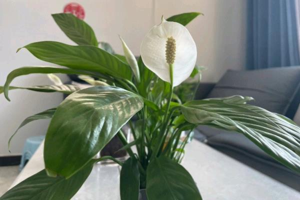 让一帆风顺开花的方法，生长期间每隔半个月追施一次肥料