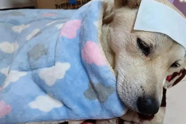 狗狗感冒发烧了怎么处理，需及时去医院打退烧针