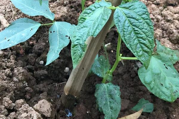 怎么种豆角，每隔20天追施一次复合肥