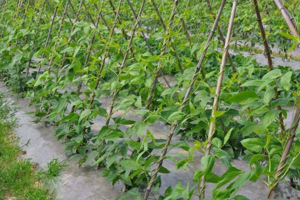 怎么种豆角，每隔20天追施一次复合肥