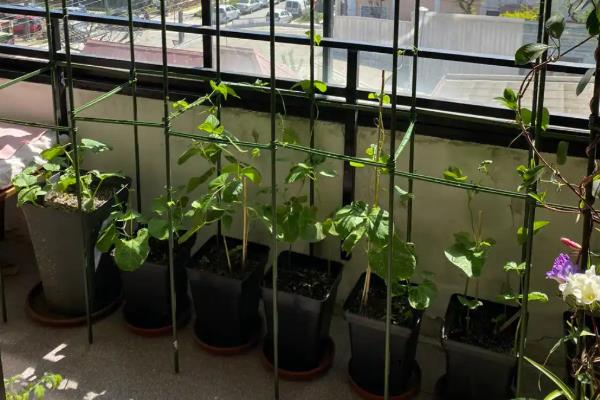 怎么种豆角，每隔20天追施一次复合肥