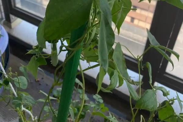 怎么种豆角，每隔20天追施一次复合肥