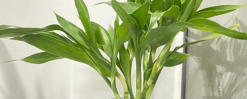 新买的富贵竹如何快速生根，建议用纯净水作为栽培基质