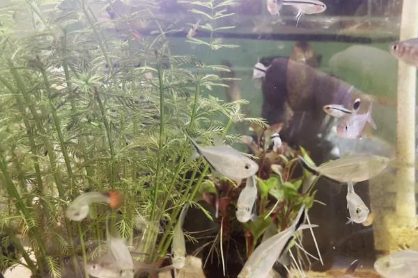 硝化细菌放多了鱼会不会死，不会导致鱼儿死亡