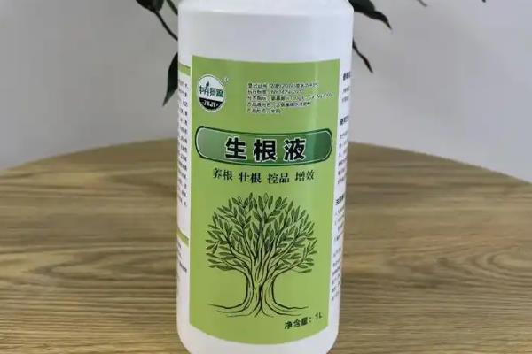 新买的富贵竹如何快速生根，建议用纯净水作为栽培基质