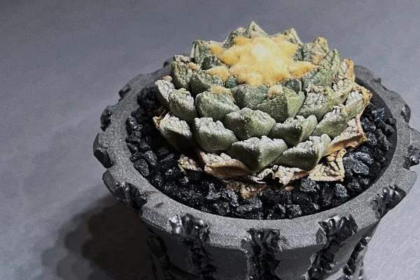 龟甲牡丹怎么养殖，生长期每周浇水1-2次