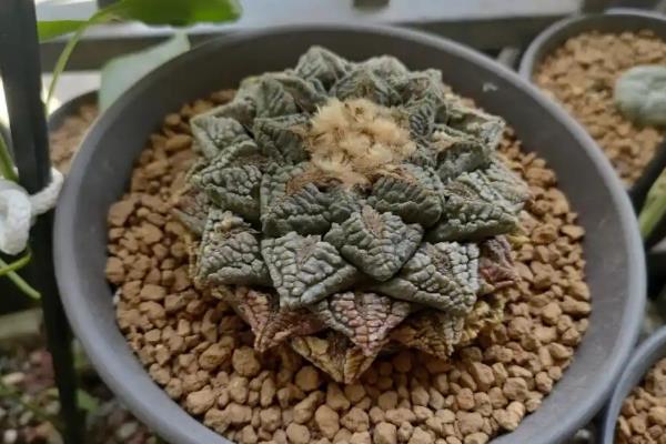 龟甲牡丹怎么养殖，生长期每周浇水1-2次