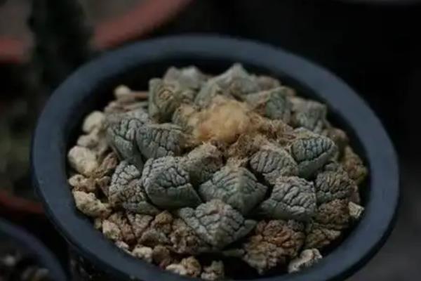 龟甲牡丹怎么养殖，生长期每周浇水1-2次