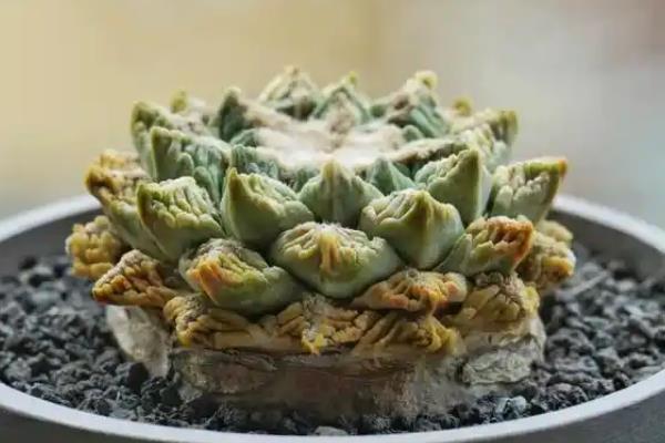 龟甲牡丹怎么养殖，生长期每周浇水1-2次