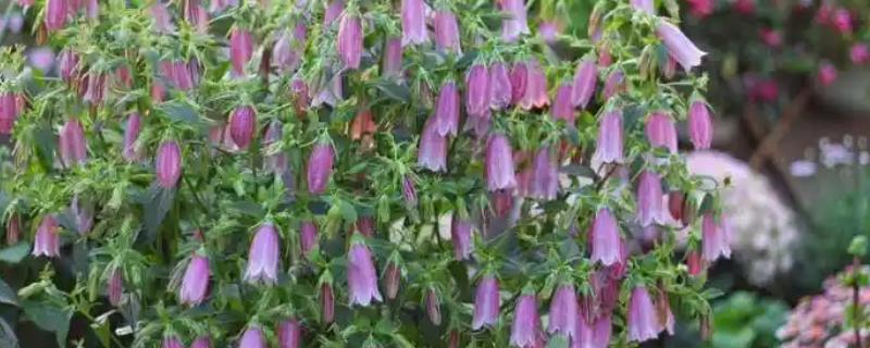 圆叶风铃草简介，原产于英国