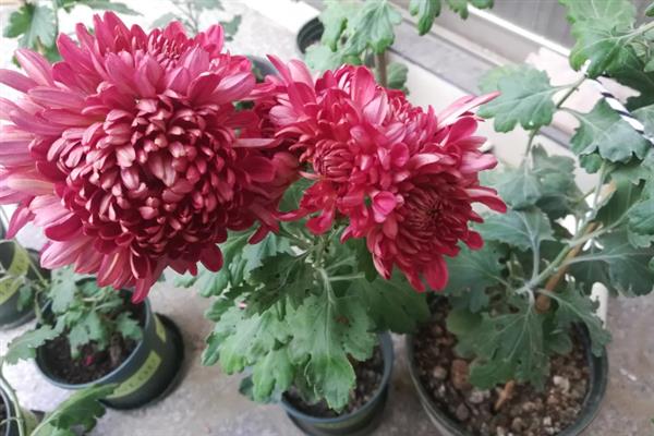 四季菊一年开多少次花朵，一年只开一次花