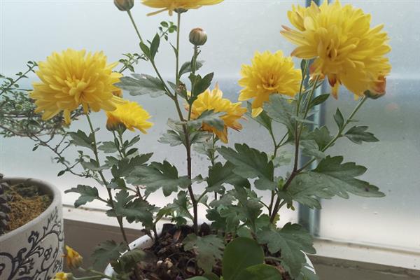 四季菊一年开多少次花朵，一年只开一次花
