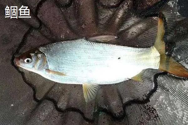 南极磷虾狂拉的简介，属于腥香型商品饵料