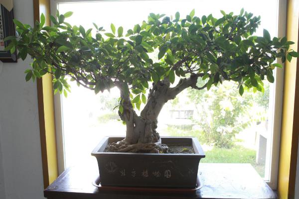 丹桂花有没有毒，丹桂花是没有毒的