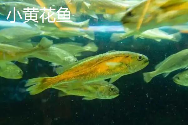 小型海水鱼有哪些，推荐鲅鱼食、石九公等