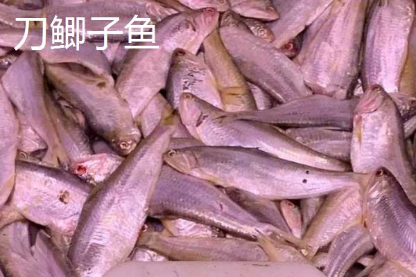 小型海水鱼有哪些，推荐鲅鱼食、石九公等