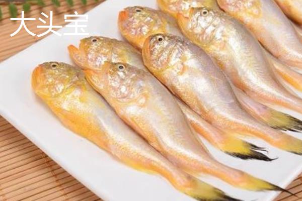 小型海水鱼有哪些，推荐鲅鱼食、石九公等