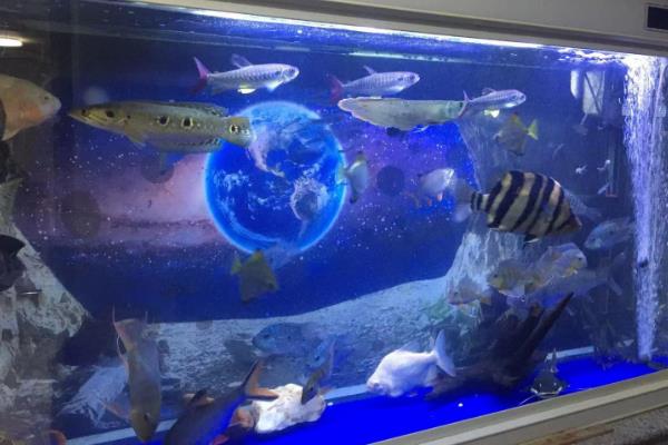 小型海水鱼有哪些，推荐鲅鱼食、石九公等