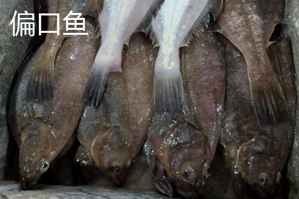 小型海水鱼有哪些，推荐鲅鱼食、石九公等