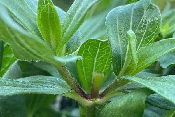 百日草的摘心时间，长到3-4片叶子要进行第一次摘心