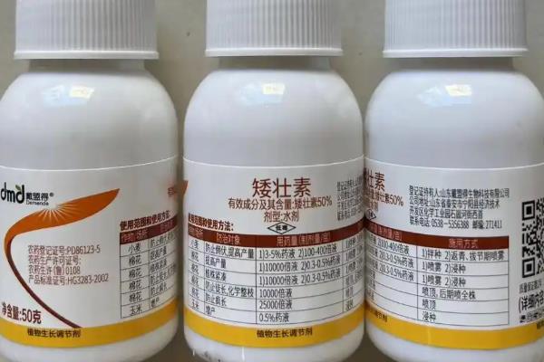 百日草的摘心时间，长到3-4片叶子要进行第一次摘心
