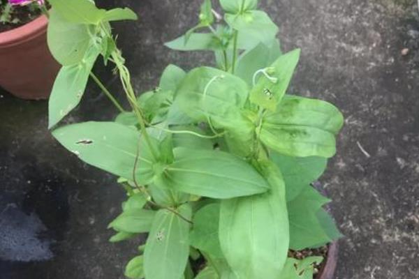 百日草的摘心时间，长到3-4片叶子要进行第一次摘心