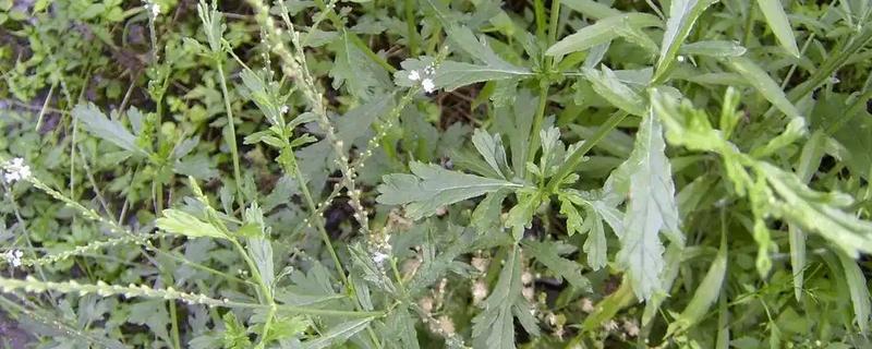 马鞭草和艾草有什么区别，科属和生长习性均不同