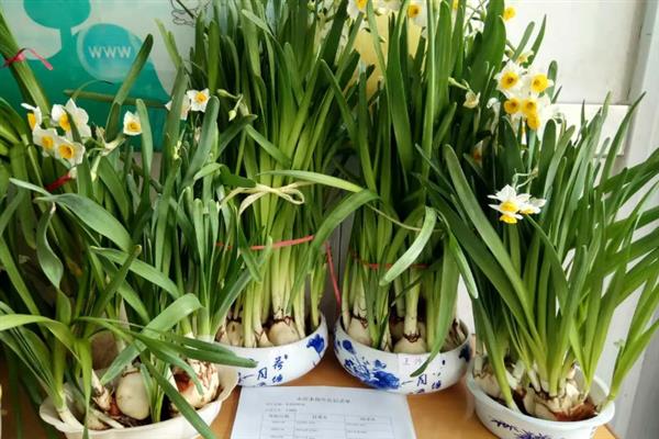 水仙花叶子发黄如何解决，视情况采取补光、保暖等措施