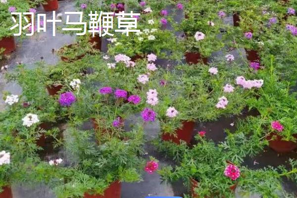 马鞭草和艾草有什么区别，科属和生长习性均不同