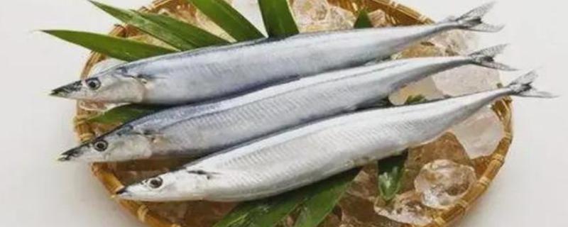 秋刀鱼是不是无鳞鱼，属于鱼鳞较小的品种