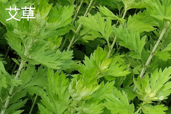 马鞭草和艾草有什么区别，科属和生长习性均不同