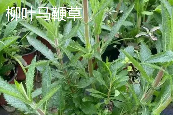 马鞭草和艾草有什么区别，科属和生长习性均不同
