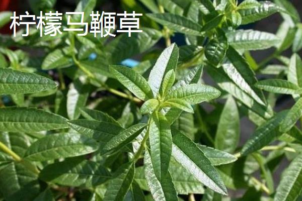 马鞭草和艾草有什么区别，科属和生长习性均不同