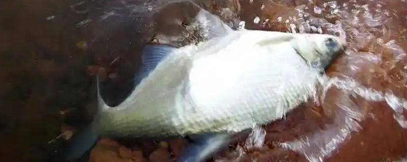 玉米粒钓鳊鱼是钓半水还是钓底，打重窝钓底是主流钓法