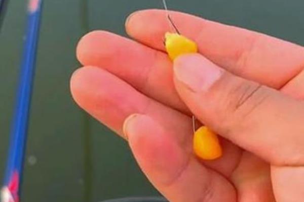 玉米粒钓鳊鱼是钓半水还是钓底，打重窝钓底是主流钓法