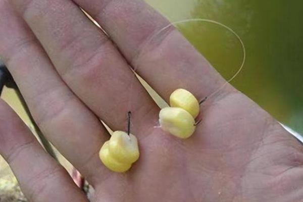 玉米粒钓鳊鱼是钓半水还是钓底，打重窝钓底是主流钓法