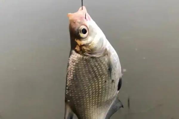 玉米粒钓鳊鱼是钓半水还是钓底，打重窝钓底是主流钓法