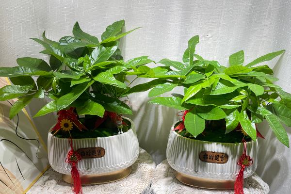 发财树的寓意，寓意身体健康、长命百岁等