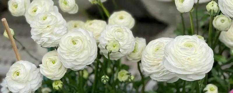 花毛茛的养殖方法，栽植时施入充足的基肥