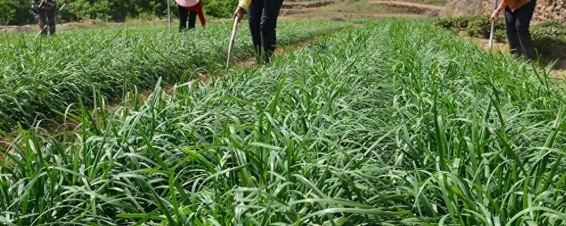 韭菜忌施什么肥料，忌施硝态氮肥、碳酸氢铵等