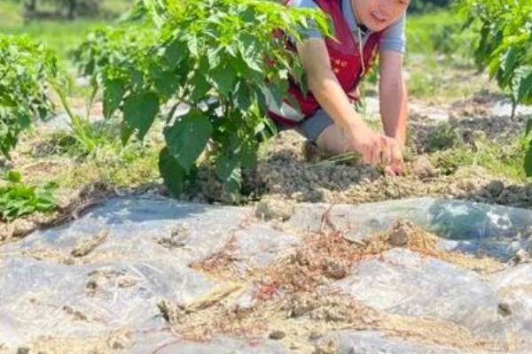 辣椒苗叶片发黄如何处理，土壤太过湿润时暂停浇水即可恢复