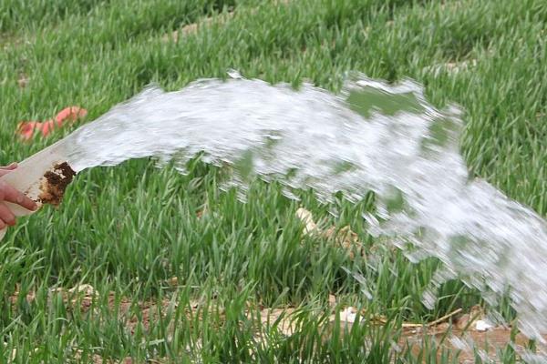 韭菜忌施什么肥料，忌施硝态氮肥、碳酸氢铵等
