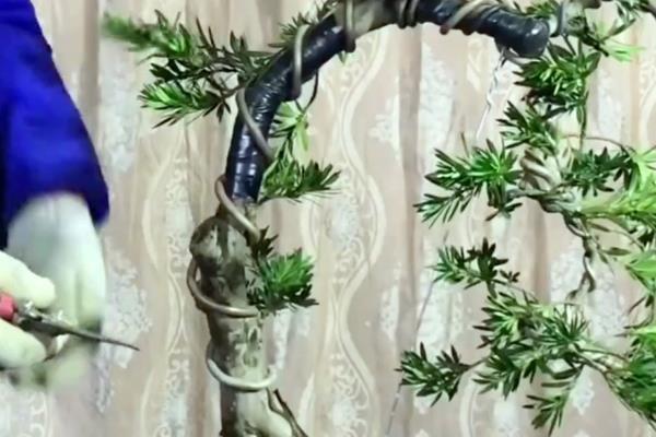 罗汉松如何造型，休眠期后要进行修剪