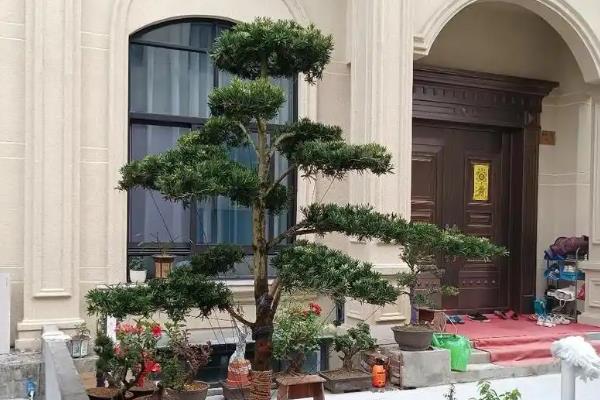 罗汉松如何造型，休眠期后要进行修剪