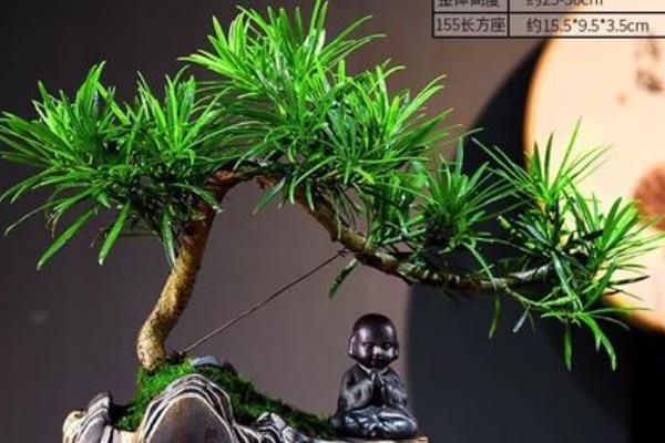罗汉松如何造型，休眠期后要进行修剪