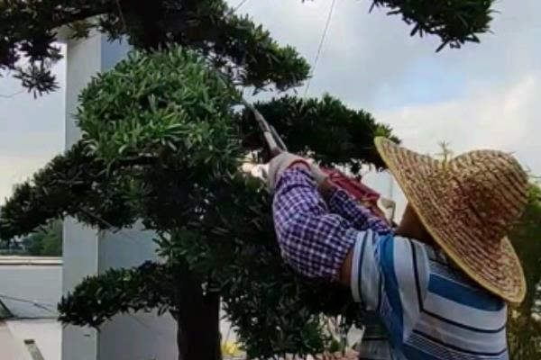 罗汉松如何造型，休眠期后要进行修剪